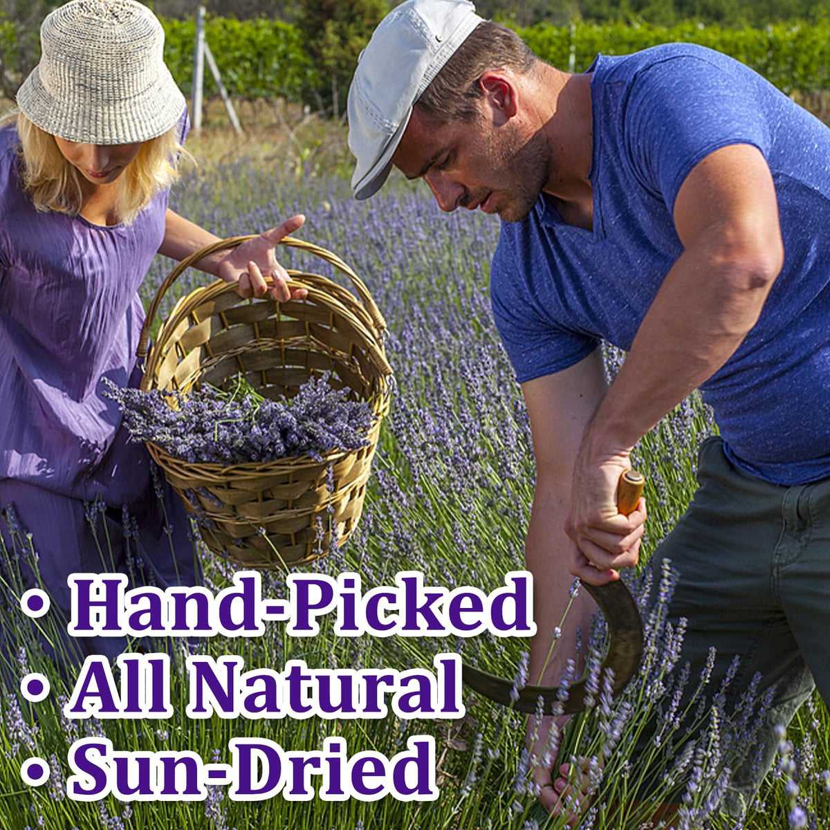 Andekas lavender sprigs for DIY gifts and craft projects with fragrance