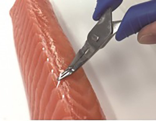 Asahi Industry Fish Bone Tweezers III curved tip prevents flesh damage during gentle deboning