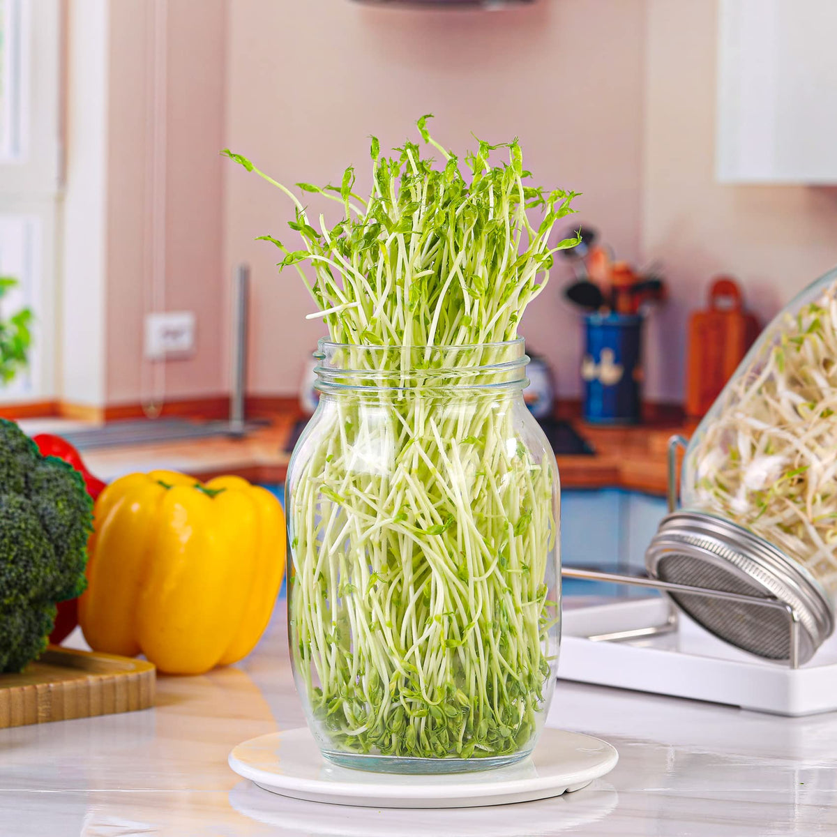 Boombamo 32oz mason jar for versatile sprouting experiments.
