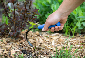 CobraHead mini weeder planting transplant capable for small seedling placement.