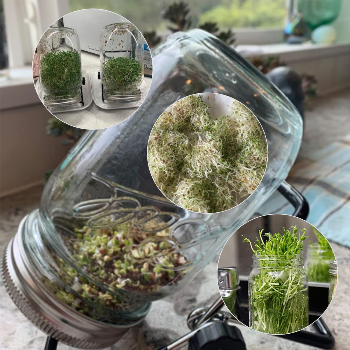 DIVSEA mason-jar sprouting kit lid on a jar for family projects.