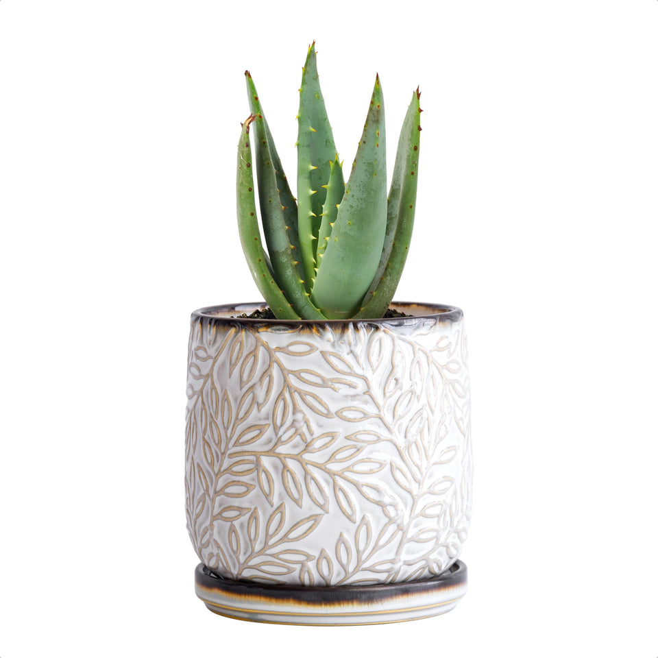 D'vine Dev 4-inch embossed leaves planter for stylish indoor plant display