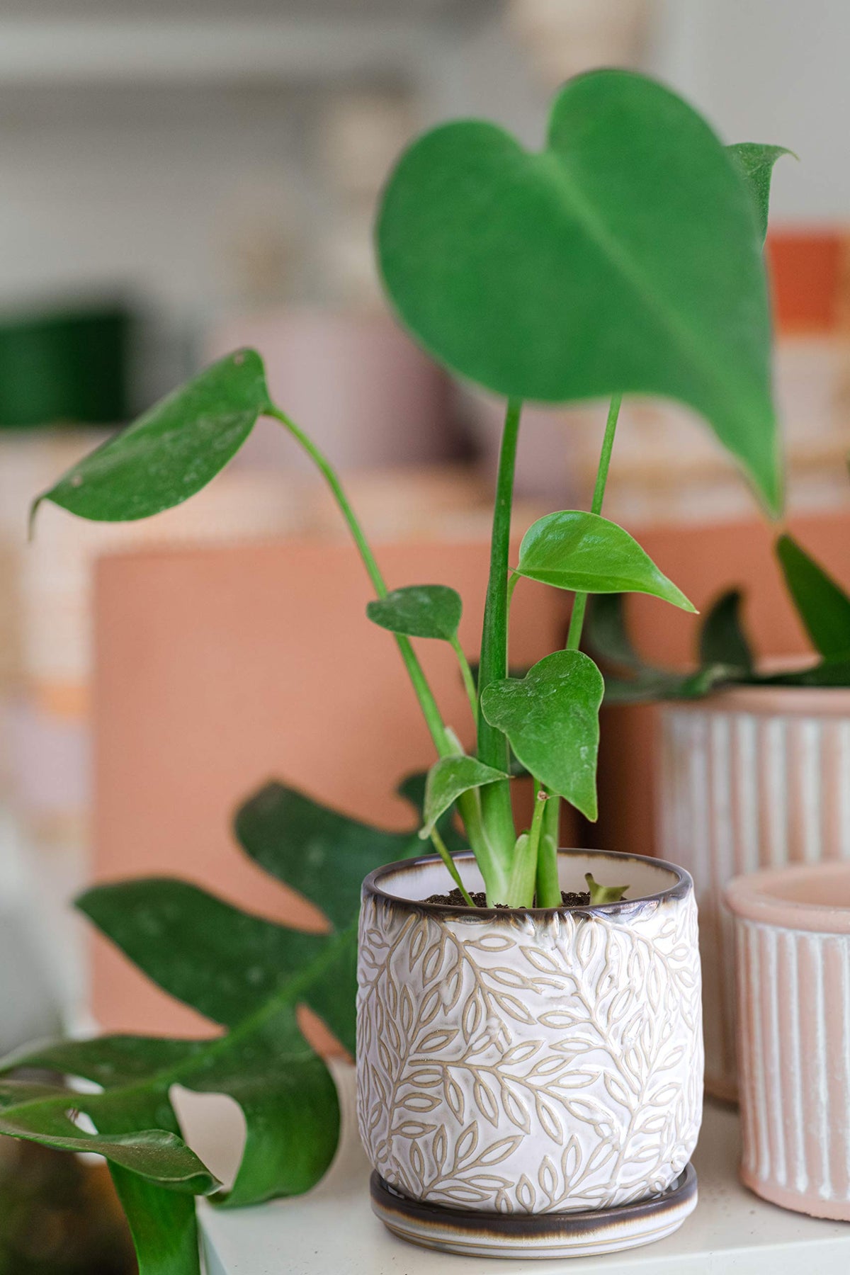 D'vine Dev planter suited for indoor and outdoor setups