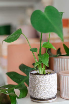 D'vine Dev planter suited for indoor and outdoor setups