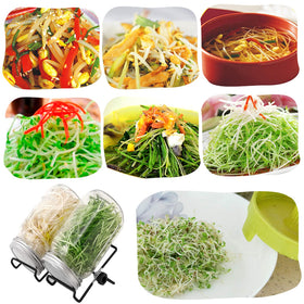 Lulonpon One Sprouting Jar Kit alfalfa sprouts with convenient setup for kitchen gardening.