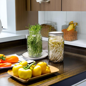 Lulonpon One Sprouting Jar Kit broccoli sprouts ready in days.