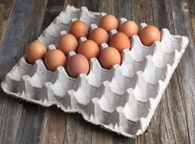 MT Products egg flats as affordable housing for roach colonies