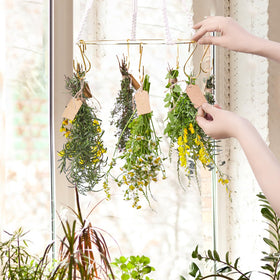 PROTITOUS compact kitchen display showing herbs drying on a golden-ring rack