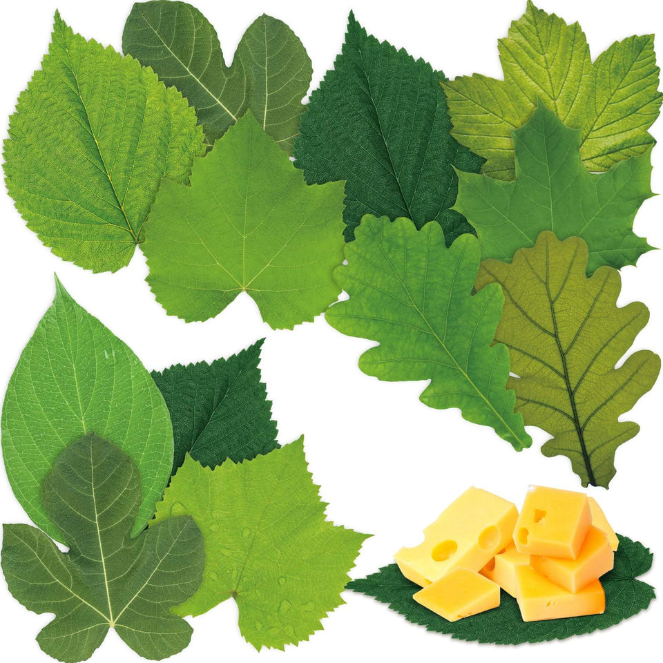 Tenceur spring leaf parchment paper for elegant cheese boards and table decor