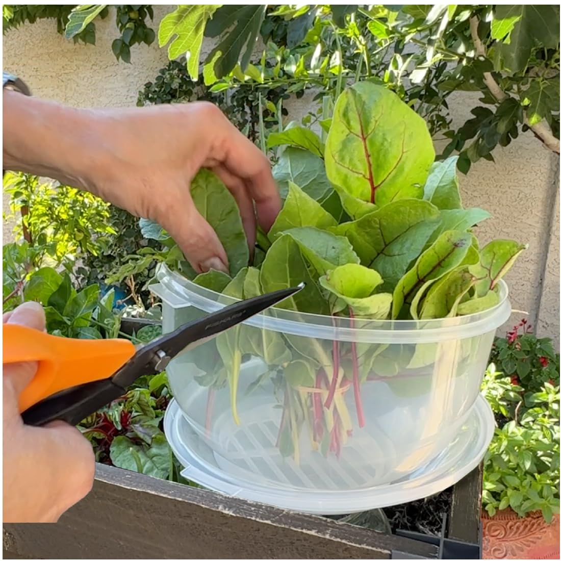 Trenton Gifts Lettuce And Vegatable Storage Keeper keeps greens vibrant.