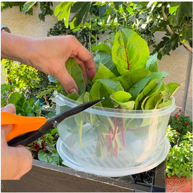 Trenton Gifts Lettuce And Vegatable Storage Keeper keeps greens vibrant.