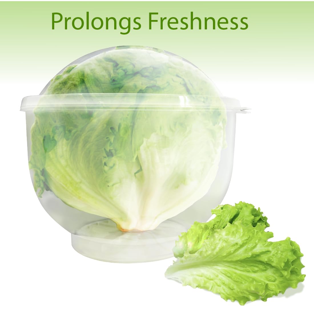 Trenton Gifts Lettuce And Vegatable Storage Keeper lid open shows compact design.